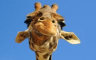 Funny Animals In Africa 30 High Resolution Wallpaper