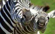 Funny Animals In Africa 31 Free Wallpaper