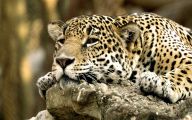 Funny Animals In Africa 6 High Resolution Wallpaper