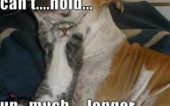 Funny Animals With Captions 18 Cool Wallpaper