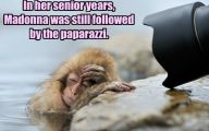 Funny Animals With Captions 20 Hd Wallpaper