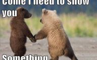 Funny Animals With Captions 27 Hd Wallpaper