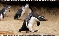Funny Animals With Captions 29 Cool Wallpaper