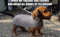 Funny Animals With Captions 30 High Resolution Wallpaper
