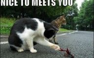 Funny Animals With Captions 34 Widescreen Wallpaper