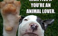 Funny Animals With Quotes 11 High Resolution Wallpaper