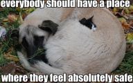 Funny Animals With Quotes 7 Widescreen Wallpaper