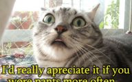 Funny Animals With Words 15 Cool Hd Wallpaper