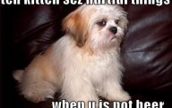 Funny Animals With Words 4 Desktop Background