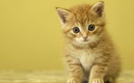 Funny Animated Cats 19 Widescreen Wallpaper