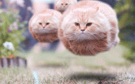 Funny Animated Cats 4 Desktop Wallpaper