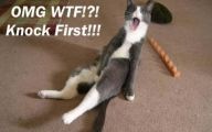 Funny Animated Cats 6 Free Wallpaper