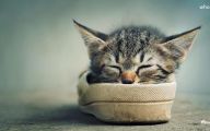 Funny Baby Cats 10 Wide Wallpaper