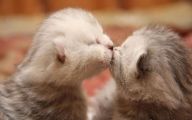 Funny Baby Cats 16 Widescreen Wallpaper