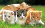 Funny Baby Cats 18 Background