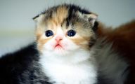 Funny Baby Cats 20 Free Hd Wallpaper