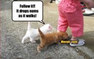 Funny Baby Cats 21 Cool Hd Wallpaper