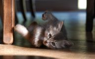 Funny Baby Cats 26 Wide Wallpaper