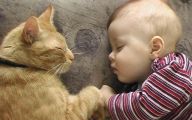 Funny Baby Cats 27 Free Hd Wallpaper