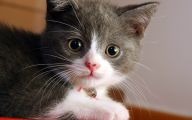 Funny Baby Cats 3 Cool Hd Wallpaper