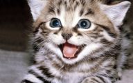 Funny Baby Cats 32 Free Wallpaper
