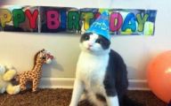 Funny Birthday Cat 13 Wide Wallpaper