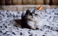 Funny Birthday Cat 17 Background Wallpaper