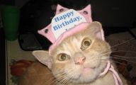 Funny Birthday Cat 19 Desktop Wallpaper