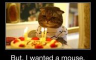 Funny Birthday Cat 22 Desktop Wallpaper