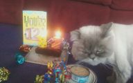 Funny Birthday Cat 4 Widescreen Wallpaper