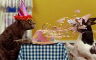 Funny Birthday Cat 9 Free Hd Wallpaper