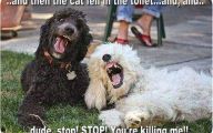 Funny Bones For Dogs 35 Cool Hd Wallpaper