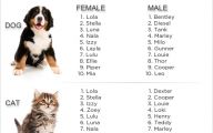Funny Boy Cat Names 22 Desktop Wallpaper