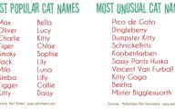 Funny Boy Cat Names 6 Cool Wallpaper
