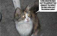 Funny Cat Blog 16 Free Wallpaper