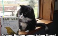 Funny Cat Books 1 Widescreen Wallpaper