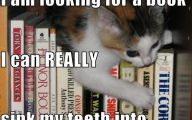 Funny Cat Books 16 Free Wallpaper