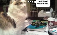 Funny Cat Books 21 Free Hd Wallpaper