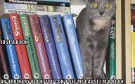 Funny Cat Books 23 Background Wallpaper