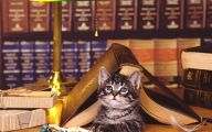 Funny Cat Books 24 Desktop Background