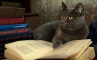 Funny Cat Books 31 Widescreen Wallpaper