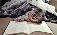 Funny Cat Books 8 Hd Wallpaper