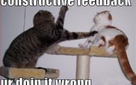 Funny Cat Fight 1 Free Hd Wallpaper