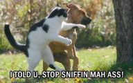 Funny Cat Fight 10 Free Wallpaper