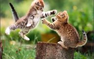Funny Cat Fight 11 Desktop Background
