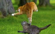 Funny Cat Fight 14 Desktop Wallpaper