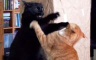 Funny Cat Fight 17 Hd Wallpaper