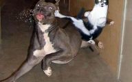 Funny Cat Fight 23 Desktop Wallpaper