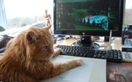 Funny Cat Games 17 Desktop Wallpaper