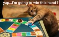 Funny Cat Games 21 Desktop Wallpaper
